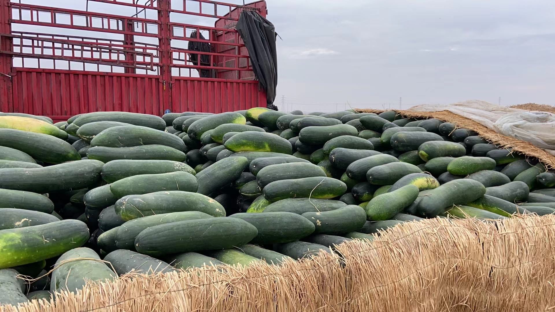 上林冬瓜装车外运场景