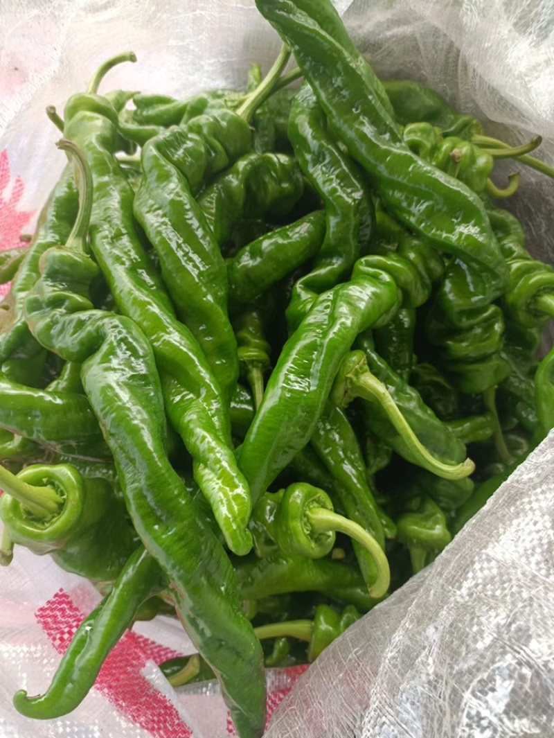 河南夏邑精品螺丝椒，陇椒，线椒鲜辣椒基地直发