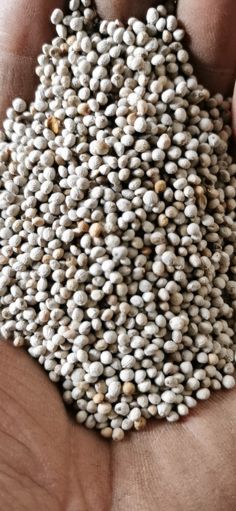 产地批发紫苏咖啡色白苏子