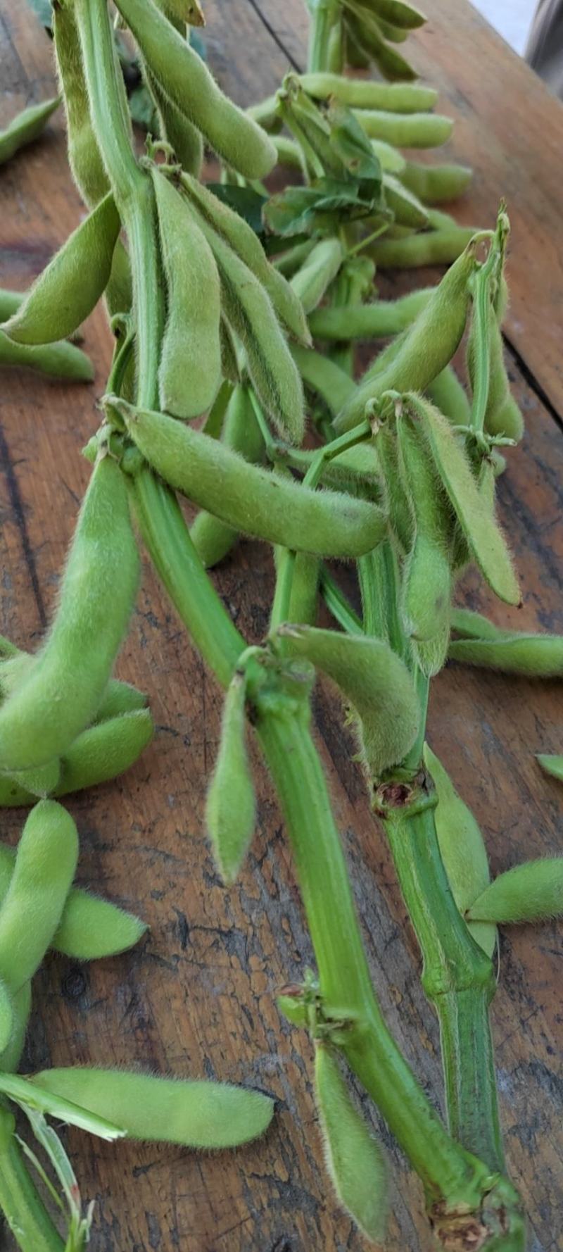 大量出售大青豆