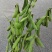 大量出售大青豆