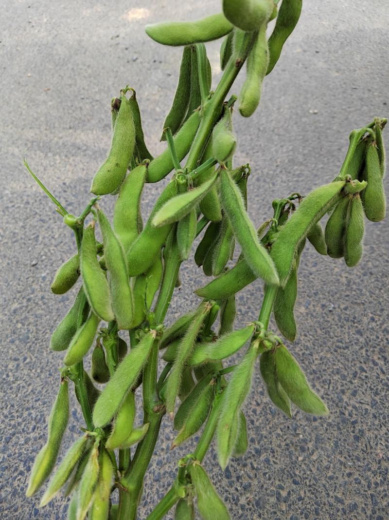 大量出售大青豆