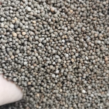 产地批发紫苏咖啡色白苏子