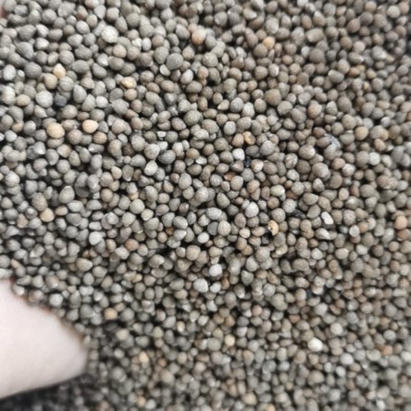 产地批发紫苏咖啡色白苏子