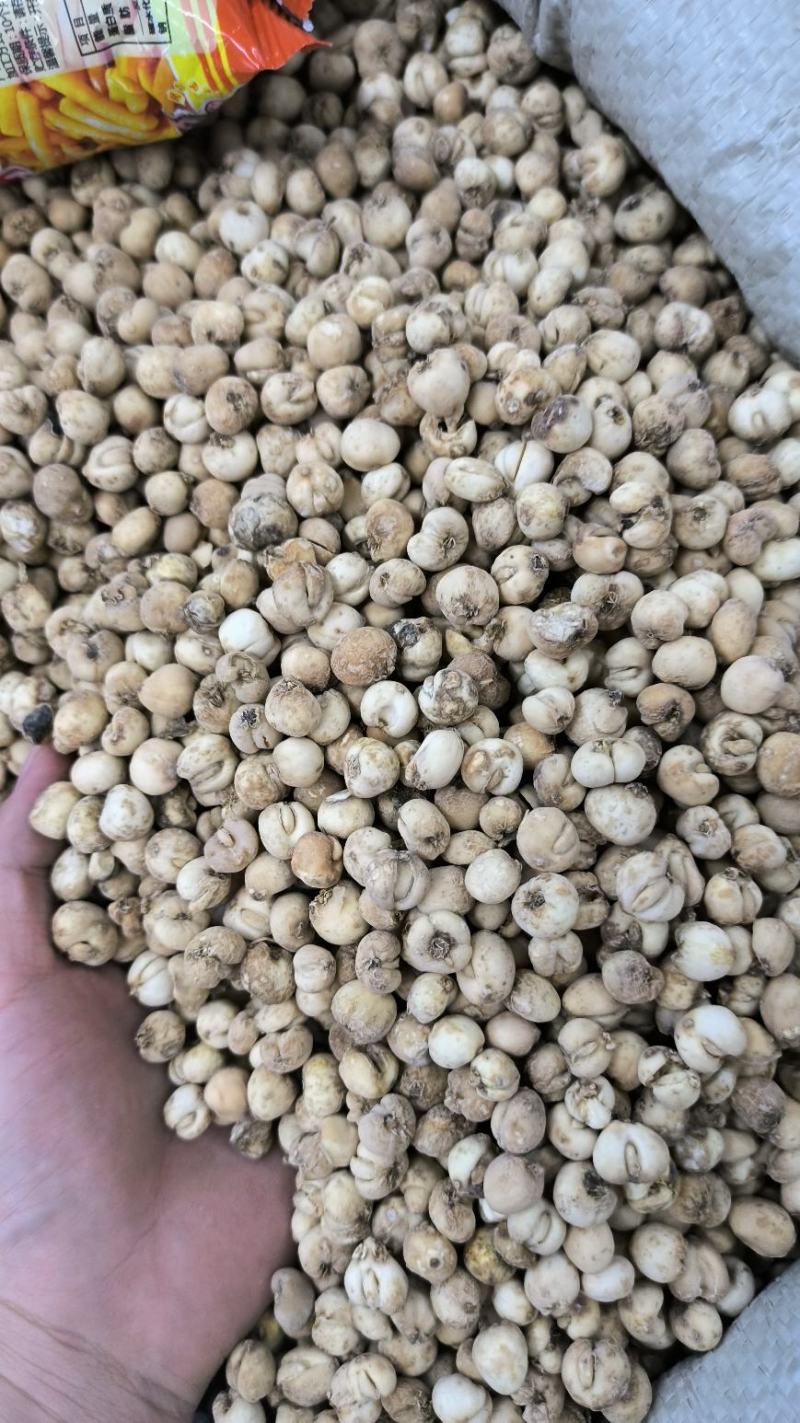 浙贝母中药材浙贝母片贝母贝母个规格齐全现货