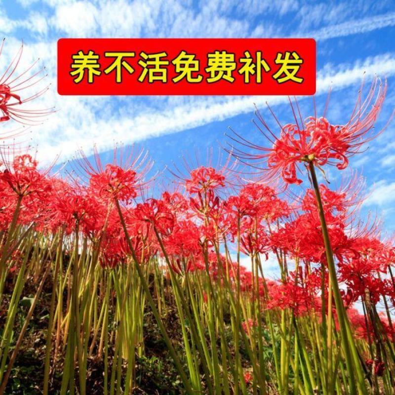 彼岸花种球，曼珠沙华水培土培阳台庭院盆栽花卉彼岸花种球