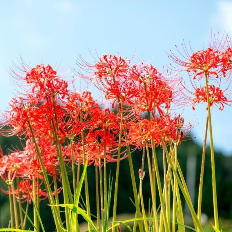 彼岸花种球，曼珠沙华水培土培阳台庭院盆栽花卉彼岸花种球