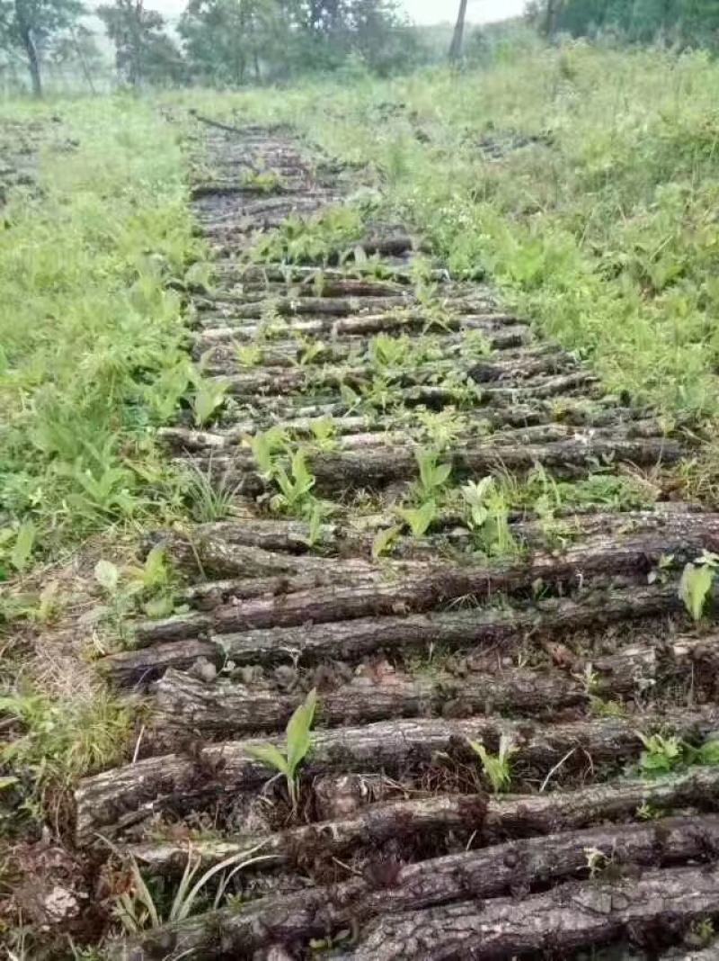 黑龙江木耳段木耳，近似野生，口感软糯，泡发率高