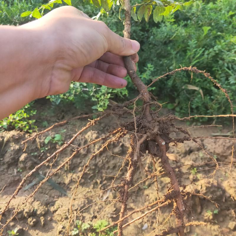 酸枣苗。双仁酸枣苗，药用酸枣苗，货源充足。