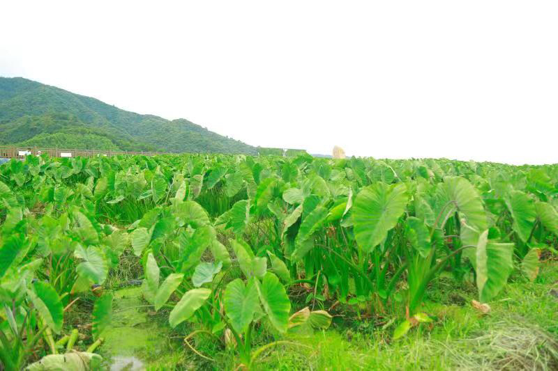 航拍视角下的芭蕉芋种植基地,整齐划一的田垄与绿意盎然的芋头叶构成一幅美丽的农业画卷 芭蕉芋种植基地航拍图