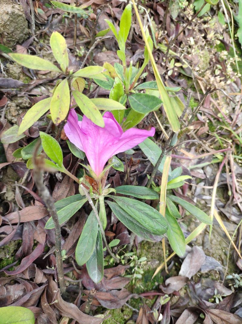 毛杜鹃花苗四季常青庭院园林绿化春娟老虎花城市花坛布景苗木