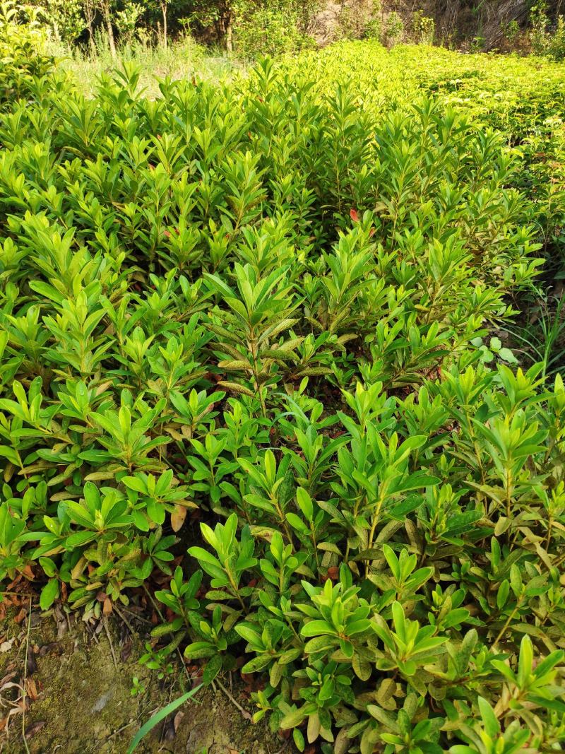 毛杜鹃花苗四季常青庭院园林绿化春娟老虎花城市花坛布景苗木