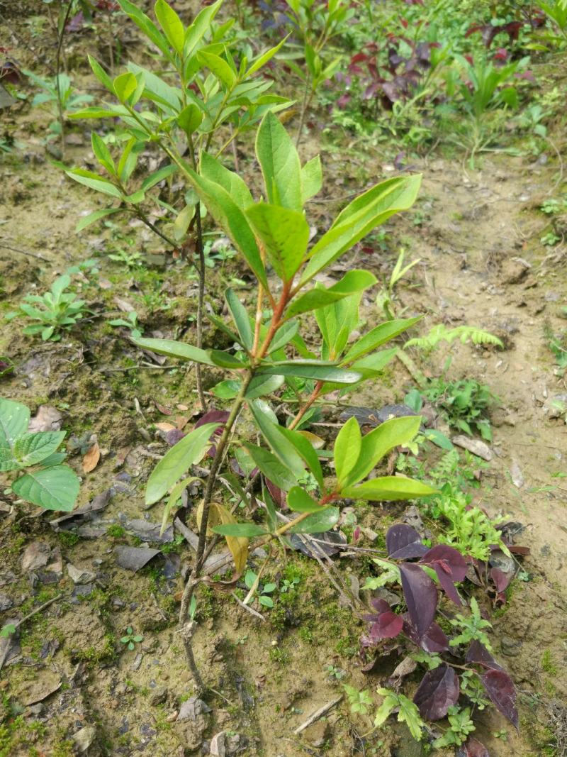 毛杜鹃花苗四季常青庭院园林绿化春娟老虎花城市花坛布景苗木