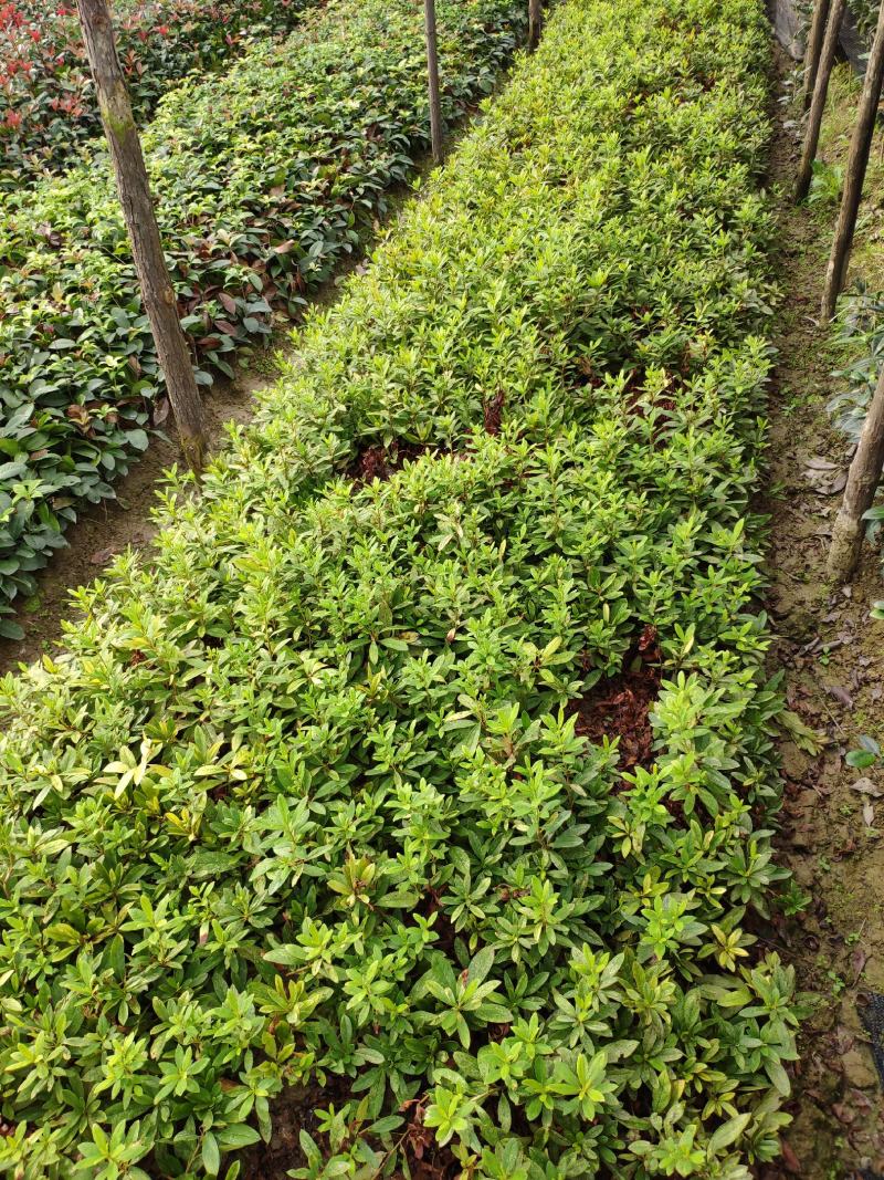 毛杜鹃花苗四季常青庭院园林绿化春娟老虎花城市花坛布景苗木