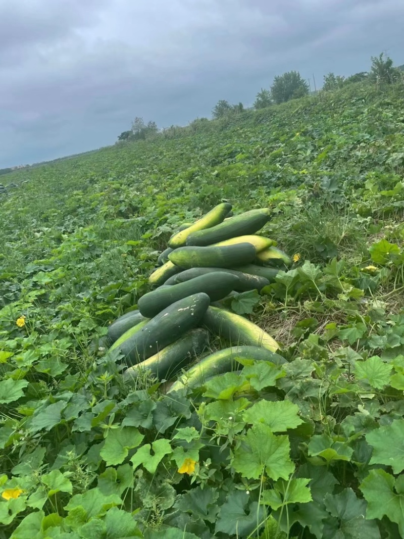 黑皮冬瓜江苏地冬瓜超市货电商货量大从优对接各大商超欢迎