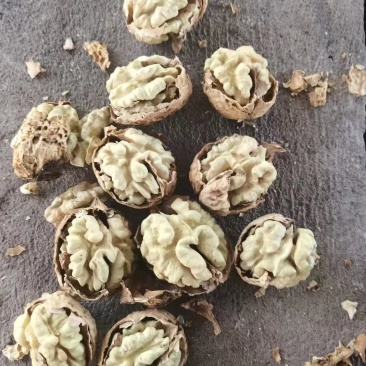 纸皮核桃，云南大理漾濞纸皮麻子果，今年新货