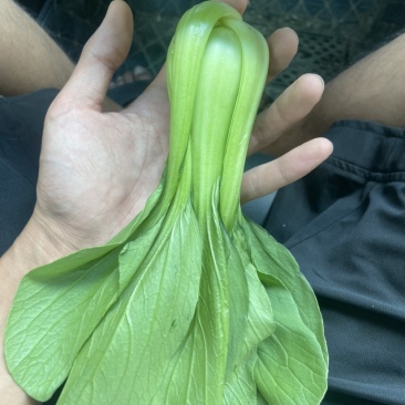上海青，快菜
