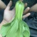 上海青，快菜