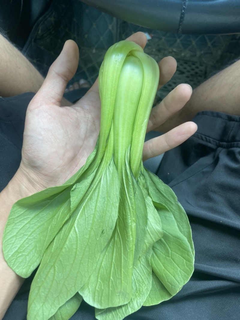 上海青，快菜