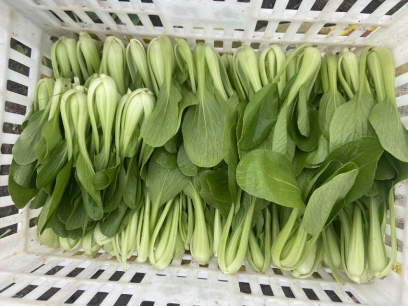 上海青，快菜