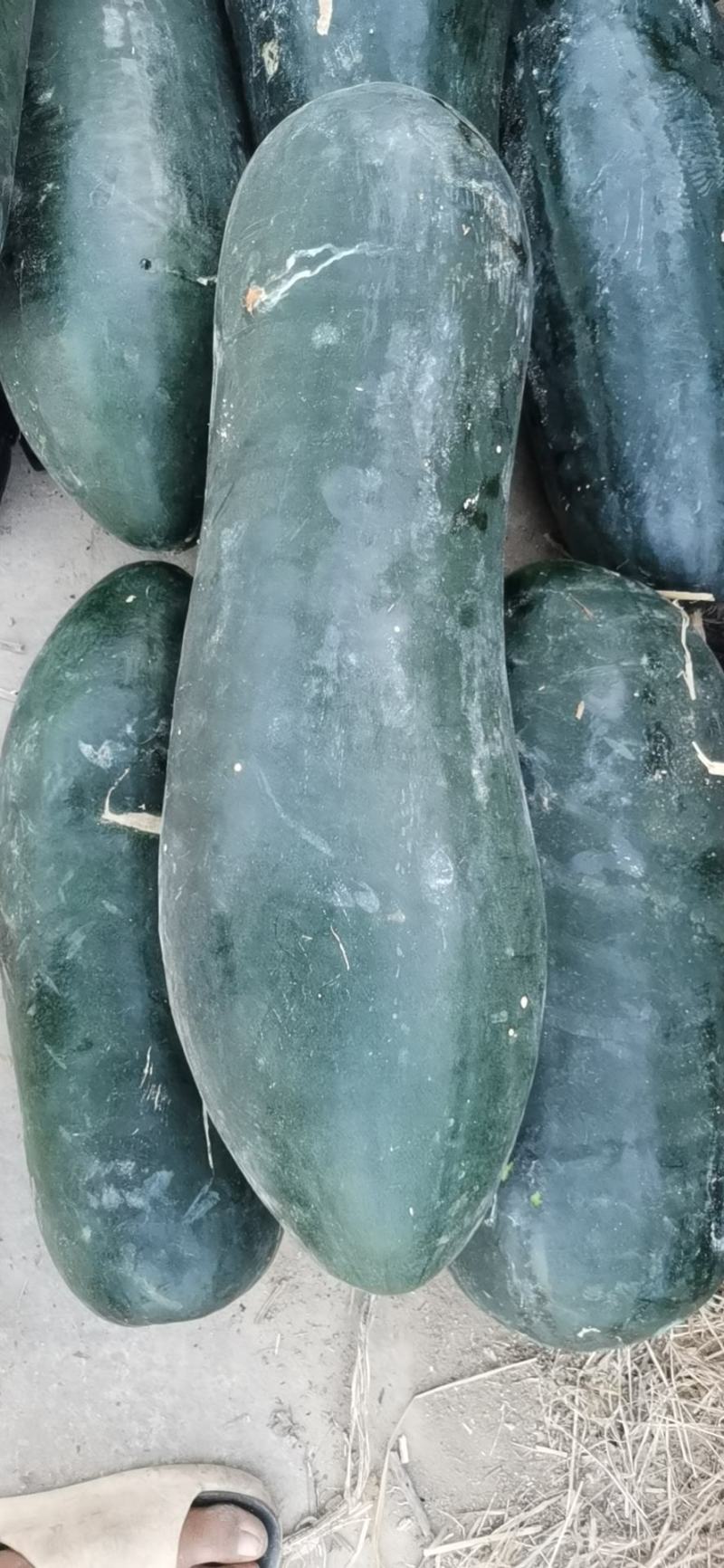 黑皮冬瓜低价出售给价就卖