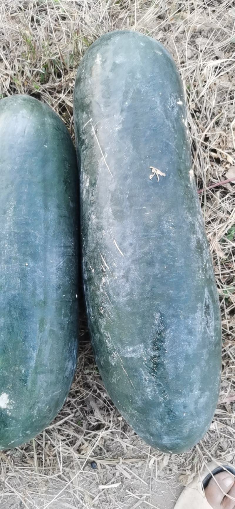 黑皮冬瓜低价出售给价就卖