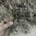 野生白芨。有干货300-400斤。自己种植的保证野生