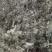 野生白芨。有干货300-400斤。自己种植的保证野生