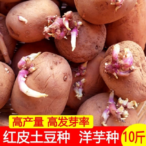 云南特产早熟高产红皮黄心一代土豆种子黄心