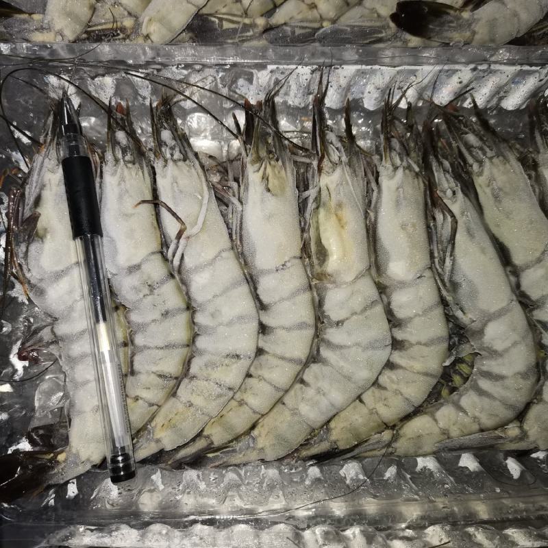 活冻黑虎虾