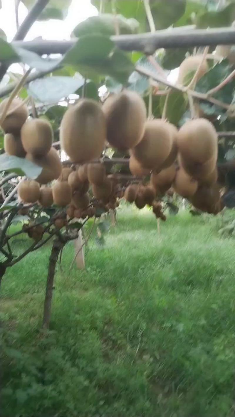 陕西眉县徐香猕猴桃，现已进入采摘高峰期，欢迎各位老板来电