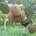 陕西眉县徐香猕猴桃，现已进入采摘高峰期，欢迎各位老板来电