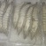 活冻黑虎虾