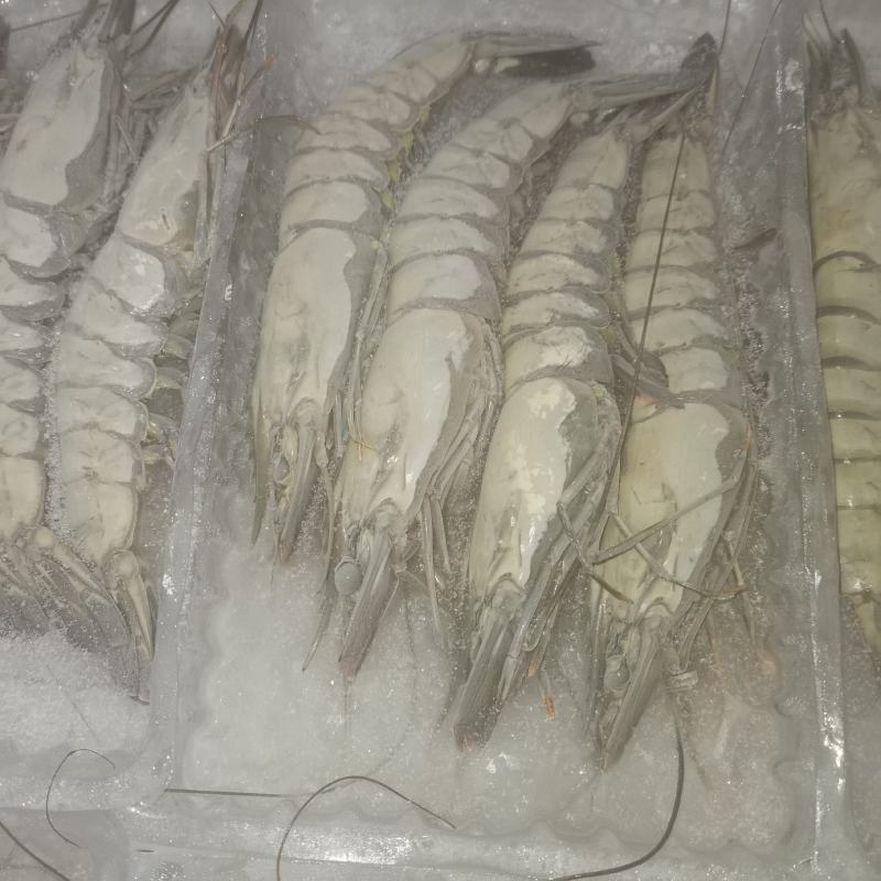 活冻黑虎虾