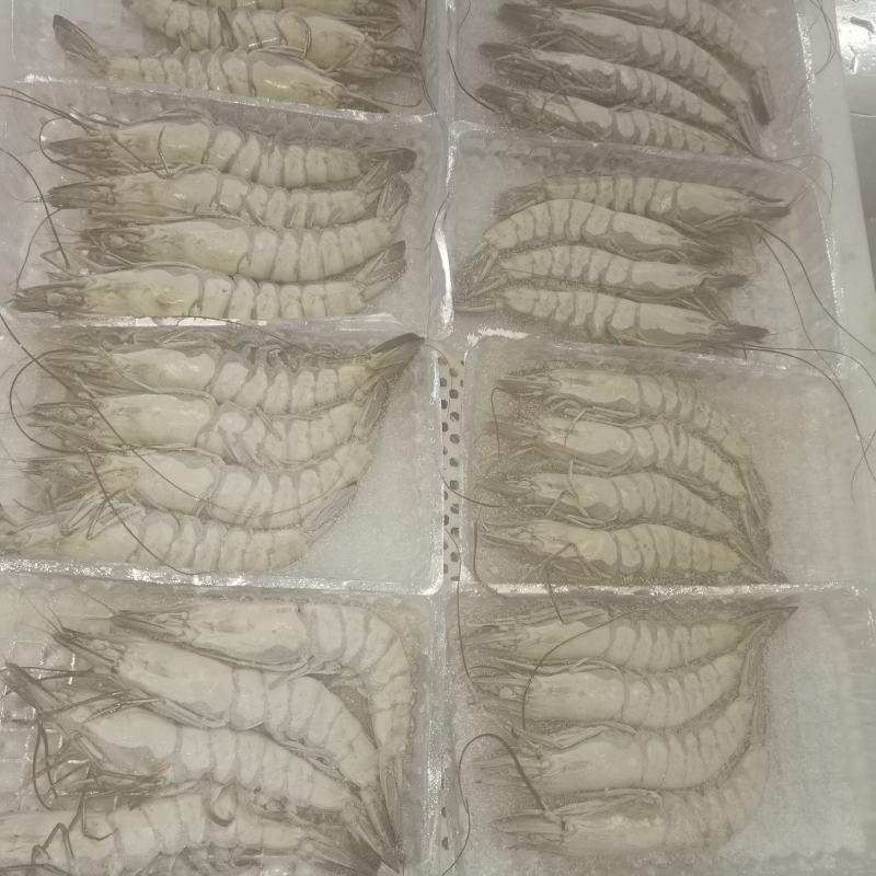 活冻黑虎虾