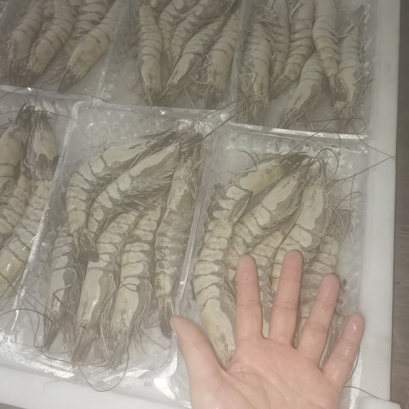 活冻黑虎虾