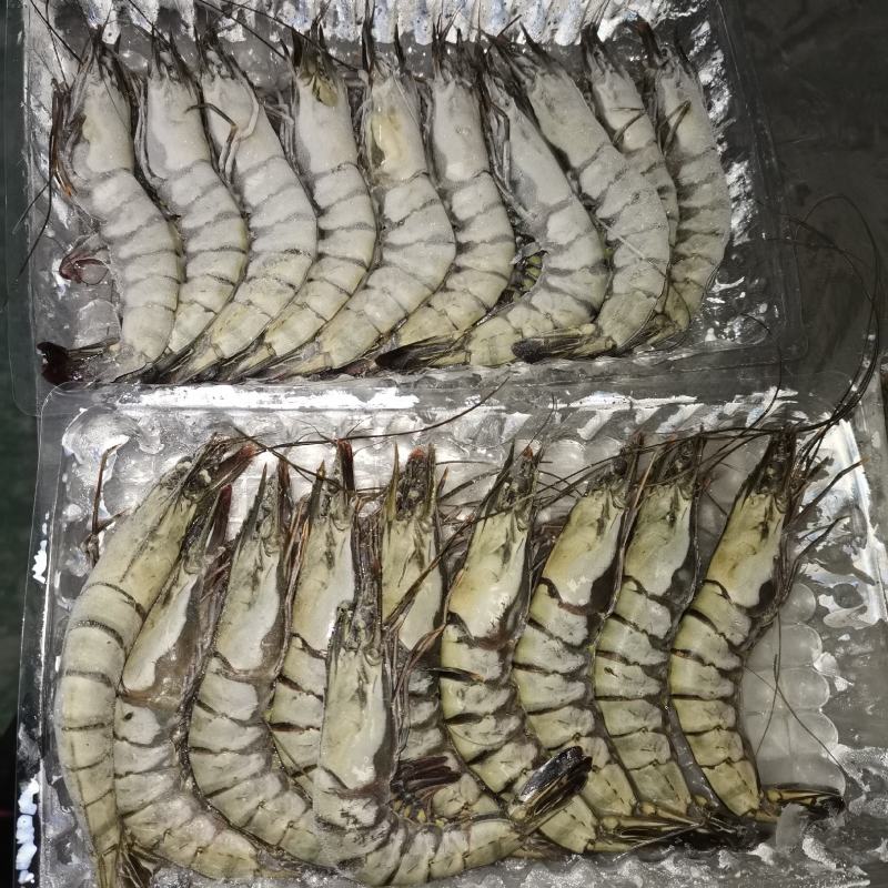 活冻黑虎虾