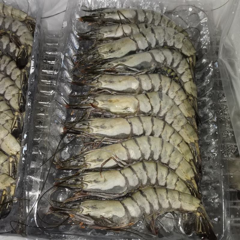 活冻黑虎虾