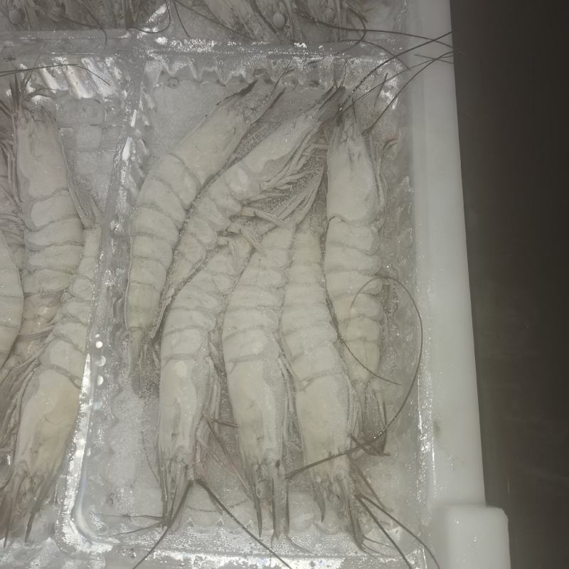 活冻黑虎虾