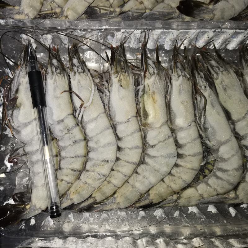 活冻黑虎虾