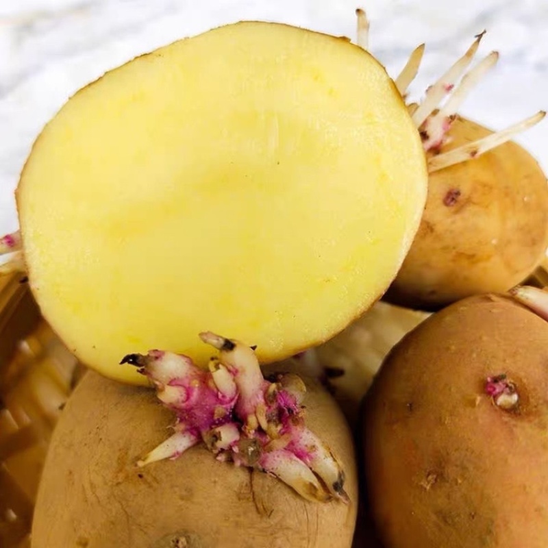 云南特产早熟高产红皮黄心一代土豆种子黄心