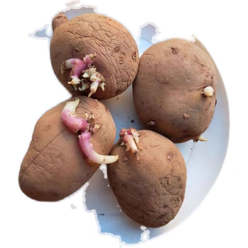 云南特产早熟高产红皮黄心一代土豆种子黄心