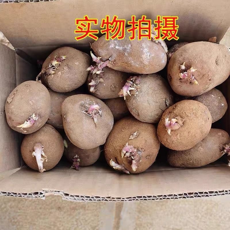 云南特产早熟高产红皮黄心一代土豆种子黄心