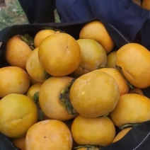 精品甜柿，大量现货，果黄，口感崔爽，无药