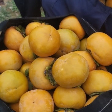 精品甜柿，大量现货，果黄，口感崔爽，无药