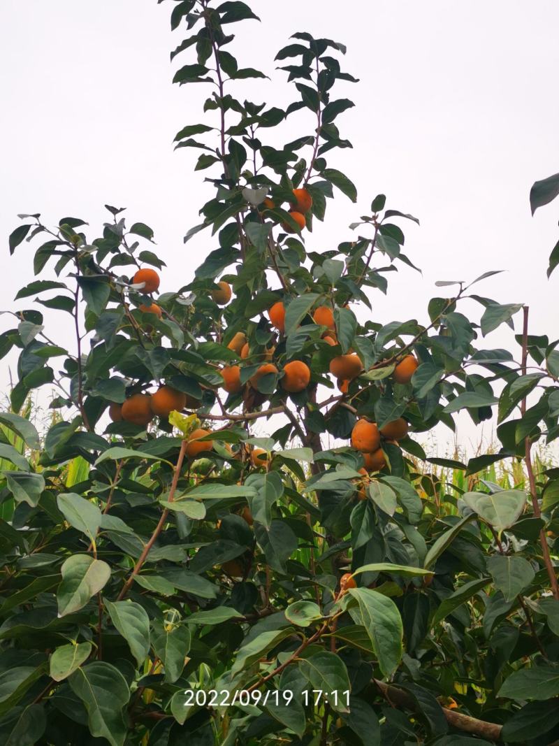 精品甜柿，大量现货，果黄，口感崔爽，无药
