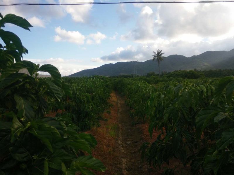 诺丽干果万宁纯黑纯色诺丽原果诺丽干片基地直发