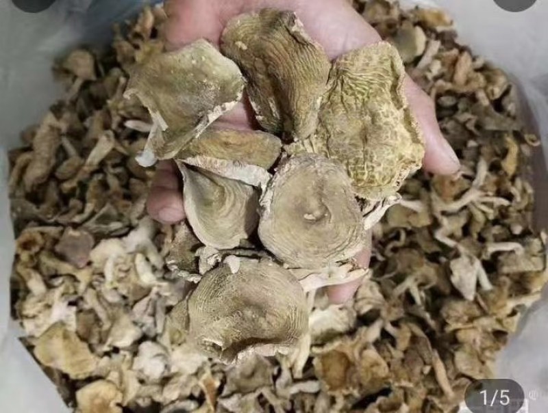 野生梨菇