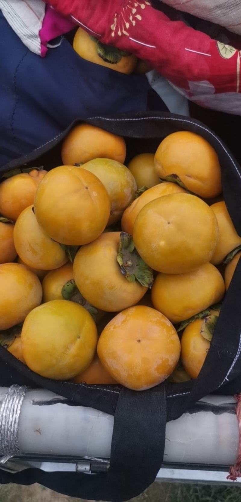 精品甜柿，大量现货，果黄，口感崔爽，无药