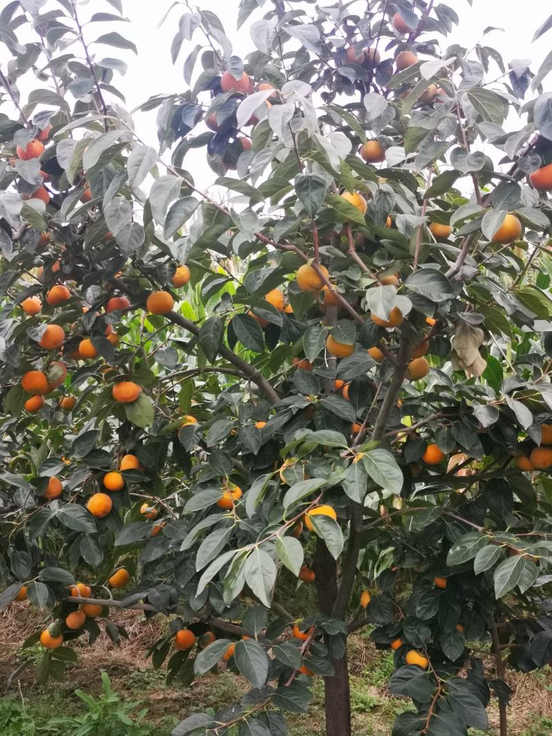 精品甜柿，大量现货，果黄，口感崔爽，无药